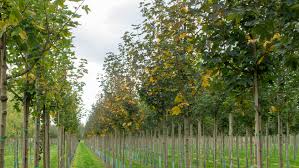 Autumn blaze acer x freemanii 'jeffersred'—this hybrid of silver and red maple has experienced phenomenal popularity due to its ascending branch habit, rapid growth rate, drout tolerance, ability to grow in most soils, beautiful. Acer Platanoides Deborah Treeebb Online Tree Finding Tool Ebben Nurseries