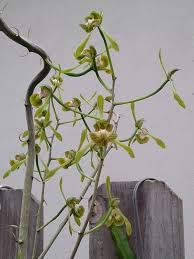 Image result for Eulophia macrantha