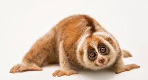 Image result for Slow Loris