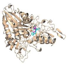 Image result for Sphaerocoryne gracilis