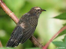 Emang berdosa banget, dan bersuara selirih itu burung emprit gantil ini selalu bertengger di pucuk2 pohon yg paling tinggi. Gan Tau Burung Kematian Yang Satu Ini Ga Kaskus