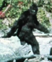 Afbeeldingsresultaat voor bigfoot