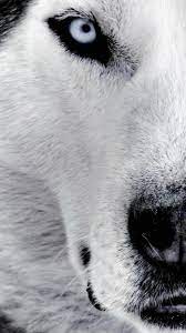 Wallpaper Samsung Galaxy A7 1080 1920 863 1080 X 1920 Samsung Galaxy A7 1080 1920 Awesome Photo Image Free Beautiful Wolf Face Siberian Husky Husky