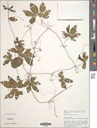 Image result for Coleotrype laurentii