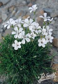 Image result for Linum