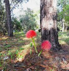 Image result for Scadoxus multiflorus