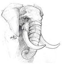 36 Elephant Pencil Drawing Ideas Animal Drawings Sketches Animal Sketches Elephant Sketch
