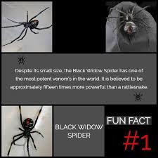 The black widow spider is shy and nocturnal, usually staying hidden in its web, hanging with its belly upward. Top Ten Deadliest Spiders In The World Black Widow Spider Spider Fun Facts