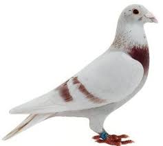 Mealey Pigeons Google Search Pigeon Breeds Pigeon Pictures Pet Pigeon
