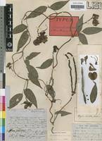 Image result for Sphenostylis