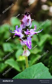 Image result for Coleus caninus