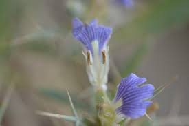 Image result for Blepharis