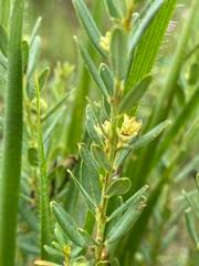 Image result for Clutia paxii