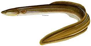 Freshwater Eel Bait Off 70 Medpharmres Com