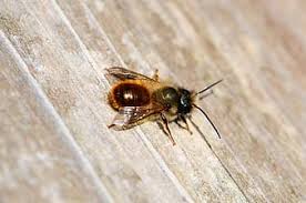 Building a bee house is a great way to pull community together and work towards a common goal. Insects In Flight Bees Flying Insect House Red Mason Bee Osmia Rufa Blue Mason Bee Osmia Caerulescens Solitary Bees Fighting Close Up Detail Pikist
