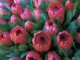 Image result for protea