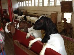 Maybe you would like to learn more about one of these? Groomingdales Pet Salon Lincoln Al Petslover