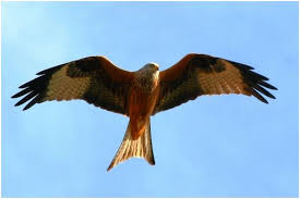 Vögel des ackerlands im sturzflug. Einheimische Vogelarten Rotmilan Roter Milan Vogel Als Haustiere Fliegende Vogel