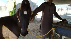 Cute Black Marwari Colt For Sale Bhatner Horse Market 2020 Baby Horse For 55 000 Youtube