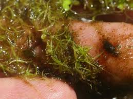 Image result for Wolffiella