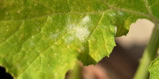 Mehltau Bekampfen Tipps Fur Hausmittel Gegen Echten Und Falschen Mehltau