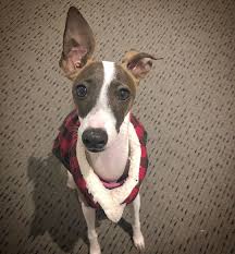Ears For Days Italiangreyhound Italiangreyhoundsofinstagram Italiangreyhoundpuppy Iggy Olivetheiggy Di 2020