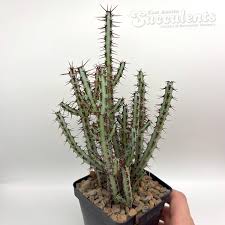 Image result for Euphorbia eranthes