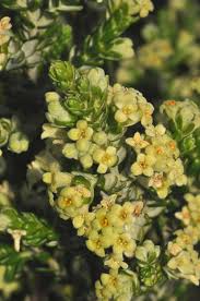 Image result for Peddiea fischeri