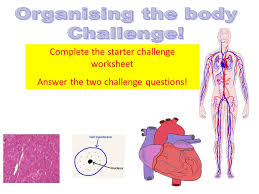 Topic Tennis Name The Two Body Systems That Work Together To Make Our Limbs Move Ppt Download