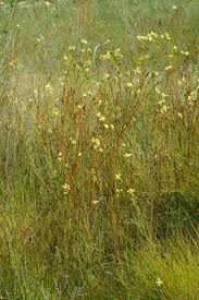 Image result for Gnidia chapmanii