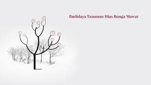 Mawar yang dikenal nama bunga ros atau ratu. Budidaya Tanaman Hias Bunga Mawar By Irwan Fadillah