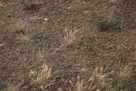 Image result for Aristida congesta