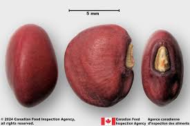 Image result for Vigna unguiculata