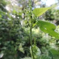 Image result for Tragia grandistipularis