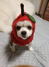 Apple Dog Hat Hand Knit