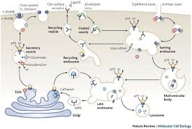 Atpases are essential enzymes in all known forms of life and have fundamental roles in energy conservation. Vacuolar Atpases Rotary Proton Pumps In Physiology And Pathophysiology Nature Reviews Molecular Cell Biology