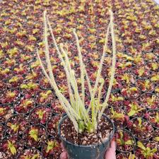 Image result for Secamone filiformis