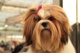 And to act as a guide for judges. Hd Wallpaper Dogshow Lhasa Apso The Breed Is Long Haired Young Red White Wallpaper Flare