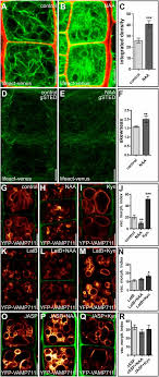 Plant cell vacuoles may have storage or lytic functions, but biochemical markers specific for the tonoplasts of functionally distinct vacuoles are poorly defined. Actin Dependent Vacuolar Occupancy Of The Cell Determines Auxin Induced Growth Repression Pnas