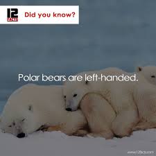 Did You Know Mind Blowing Facts About Polar Bears Unbelievable Facts You Didn T Know Funny Facts Mind Blowing Science Facts Mind Blown Fun Facts Mind Blown
