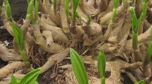 Image result for Stolzia williamsonii