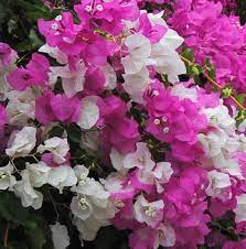 Pin On More Gardening