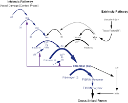 A comprehensive guide on the ptt or aptt test, including why it's necessary and how some bleeding disorders and conditions can lead to abnormal test results. Screening Tests In Haemostasis The Aptt
