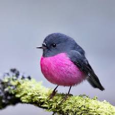 Maybe you would like to learn more about one of these? The Pink Robin Petroica Rodinogaster Is A Small Passerine Bird Native To Southeastern Australia It S Sexually Dimorphic The Male Has A Distinctive White Crown And Pink Breast Grey Black Upperparts Wings And Tail