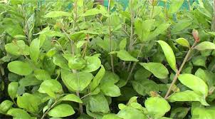 Image result for Lawsonia inermis