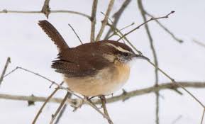 For birders and identification of wild birds. Carolina Wren Indiana Audubon Society