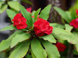 Find related terms for 'flowers and flowering plants': Crown Of Thorns Plant Care Growing Guide