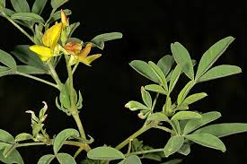 Image result for Crotalaria damarensis