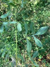 Image result for Heteromorpha stenophylla