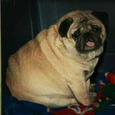 See the fattest dog in the world pictures here in order of weight. Pin On Super Obese Animals The Fattest Pets And Wildlife Amazing